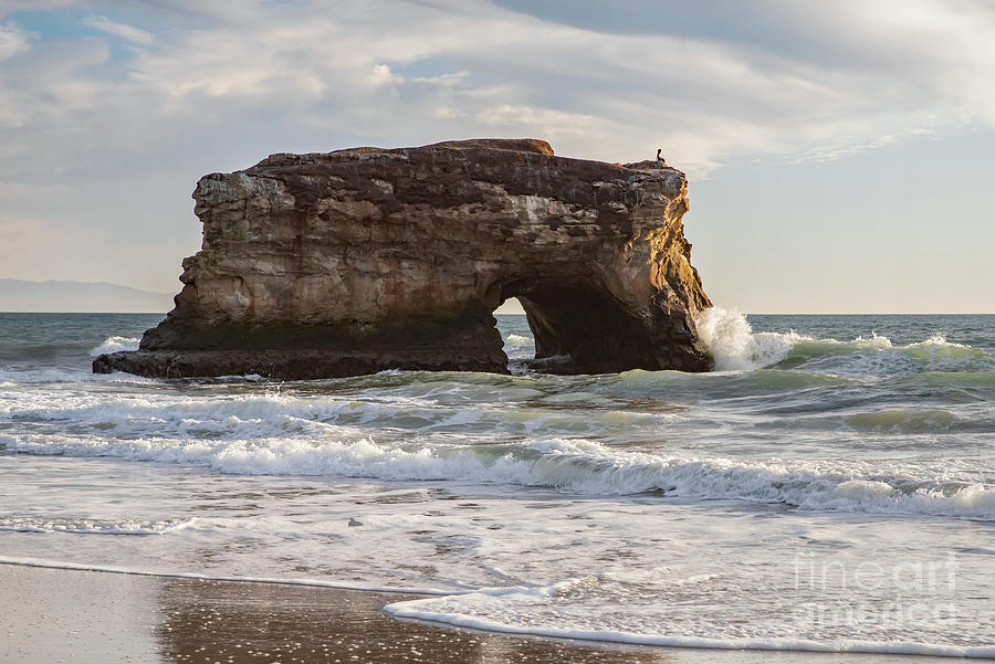 Pelican Photograph - Natural Bridges With Pelican by Sarah Ainsworth