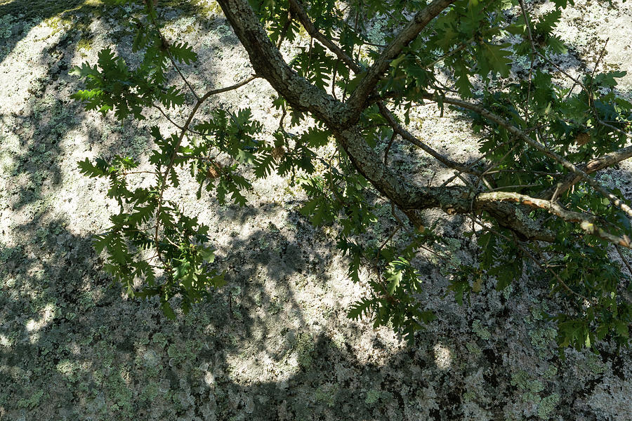 Natural Brocade - Lichens and Mosses and Oak Branches Organic Pattern ...