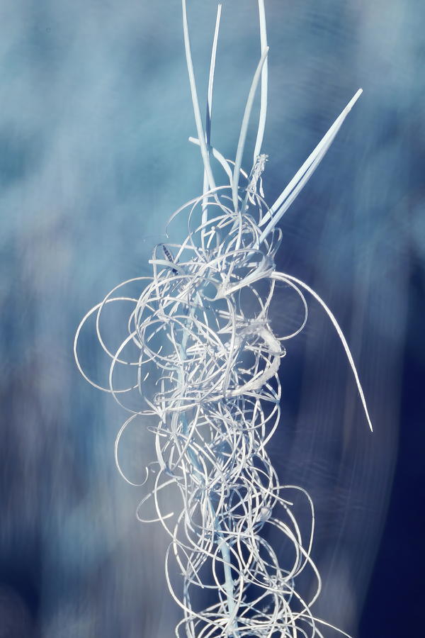 Natural fibres in blue Photograph by Jouko Lehto