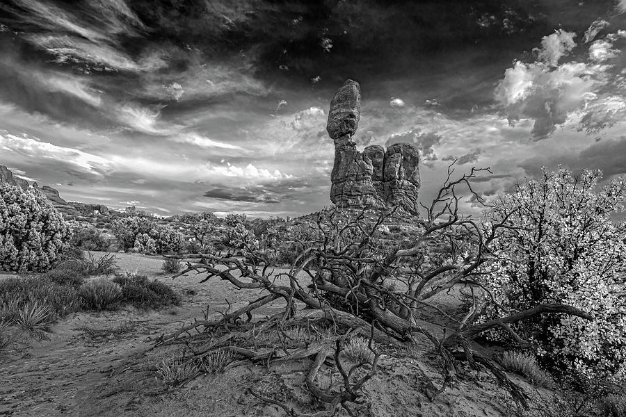 Natural Gnarly Dissonance Infrared Photograph by Angelo Marcialis