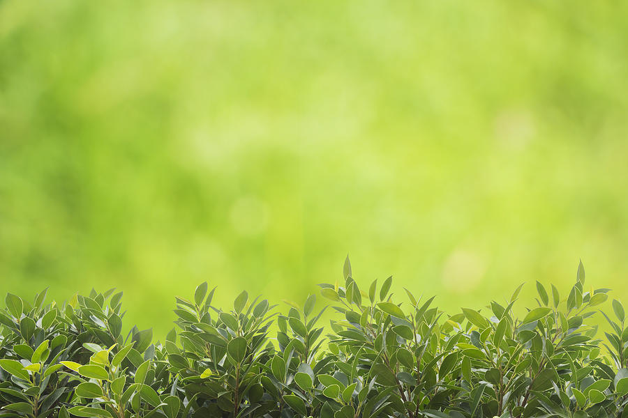Natural green background Photograph by Chaloemphan