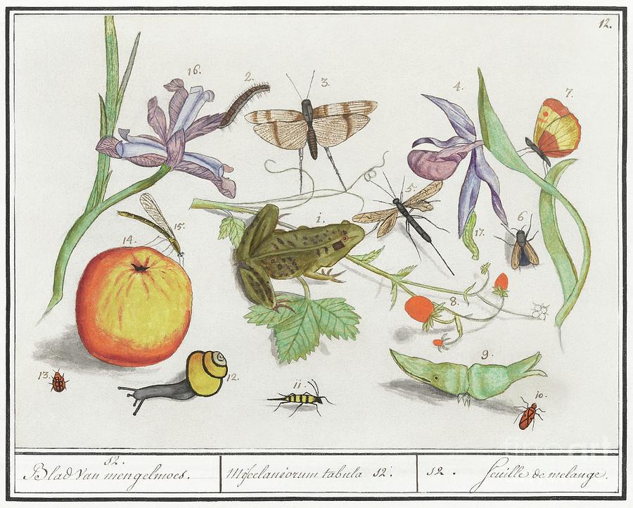 Natural History Ensemble, No. 12 1596- 1610 By Anselmus Boetius De Boodt Painting