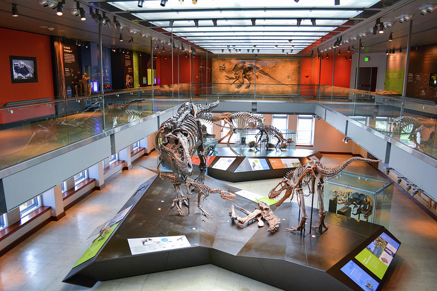 Natural History Museum Dinosaur Hall Photograph by Kyle Hanson
