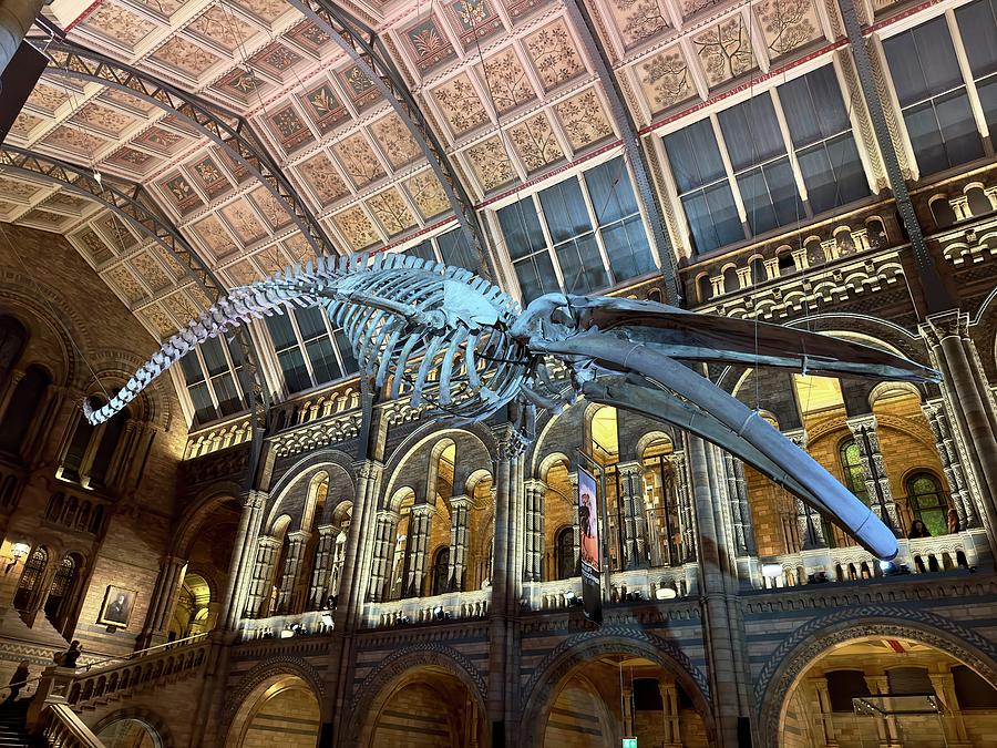 Natural History Museum Whale Photograph by Thomas Anderson - Fine Art ...