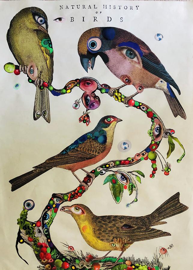 Natural History of Eye Birds Mixed Media by Douglas Fromm
