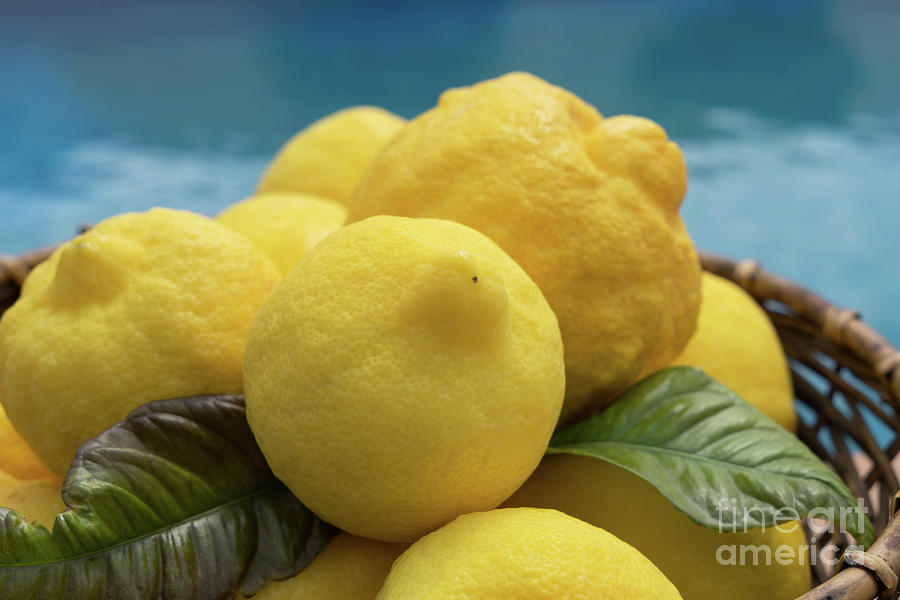 Natural lemons and lemon leaves by the pool Photograph by Adriana Mueller
