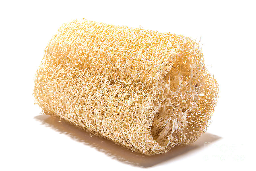 Natural Loofah Hygiene Scrub Sponge over White Photograph by Olivier Le Queinec