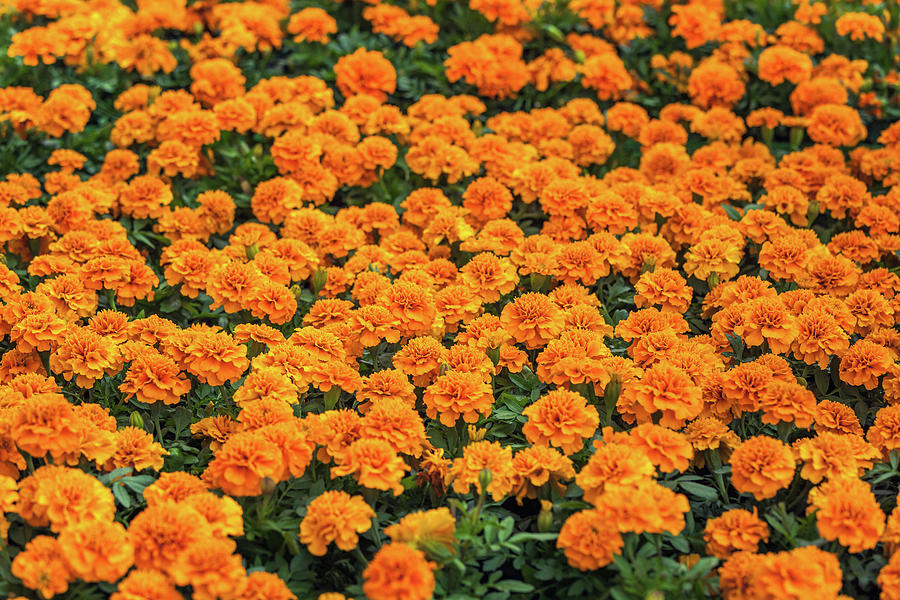 Natural Meadow Of Orange Marigold Flowers Also Known As Tagetes Photograph