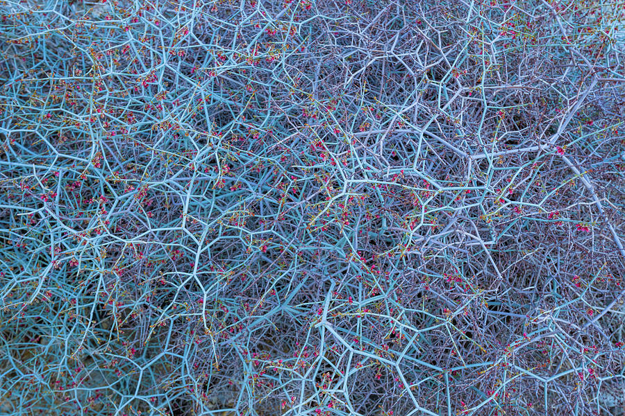 Natural Neurons - Eriogonum deflexum Photograph by Alexander Kunz