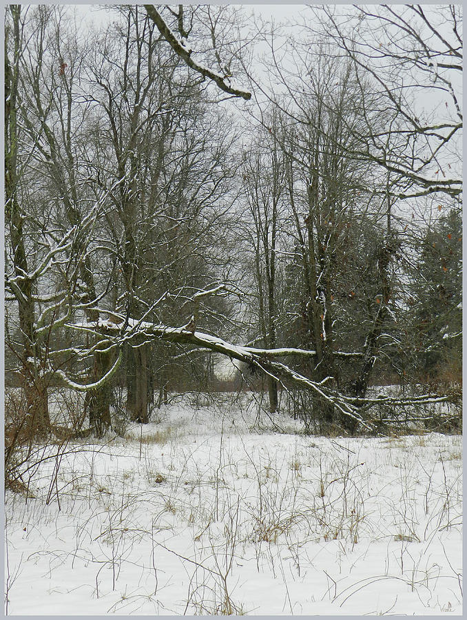 Natural Portal in Winter Photograph by Lise Winne