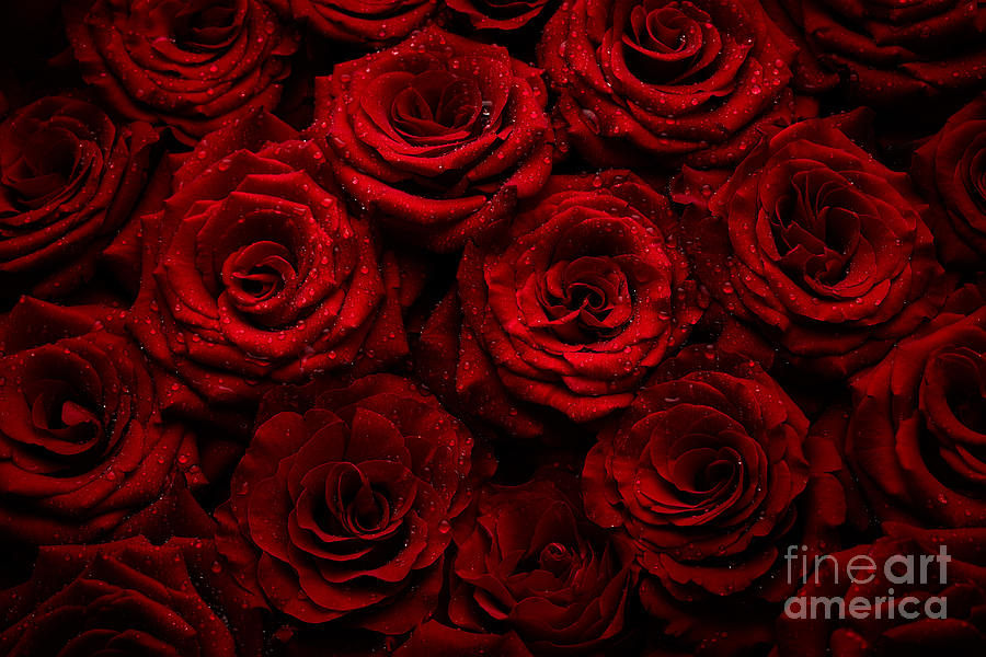 Natural red roses Photograph by Boon Mee