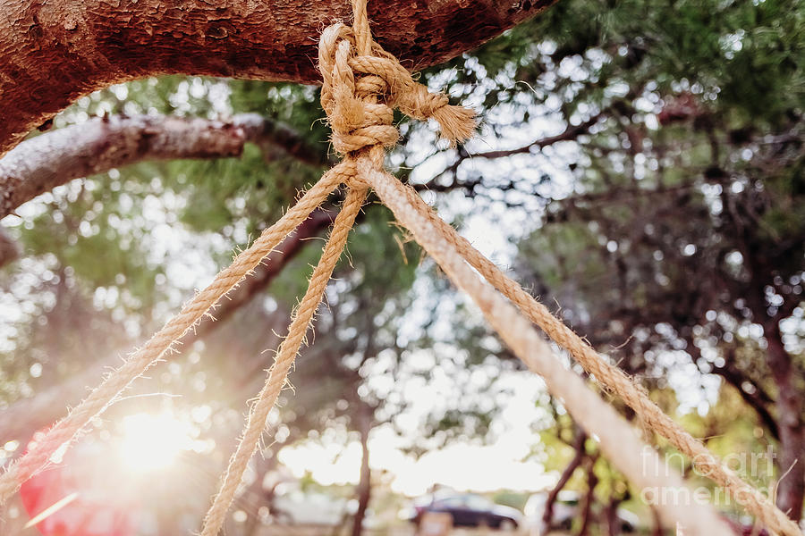 Natural ropes tied to a tree holding a wooden board. Photograph by Joaquin Corbalan