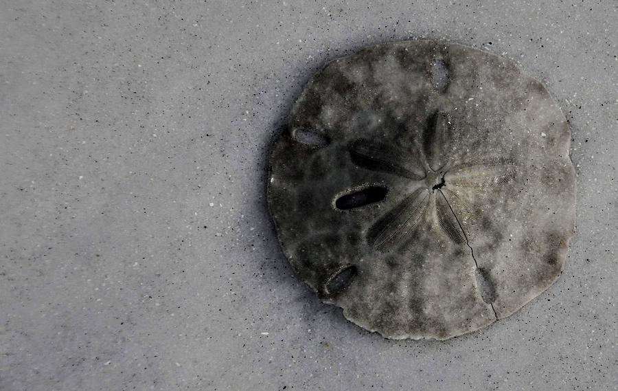 Natural Sand Dollar on Florida Beach Photograph by Valerie Collins