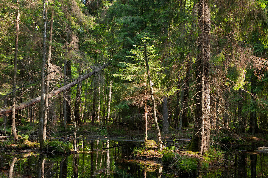 Natural stand of Bialowieza Forest with standing water Photograph by Aleksander