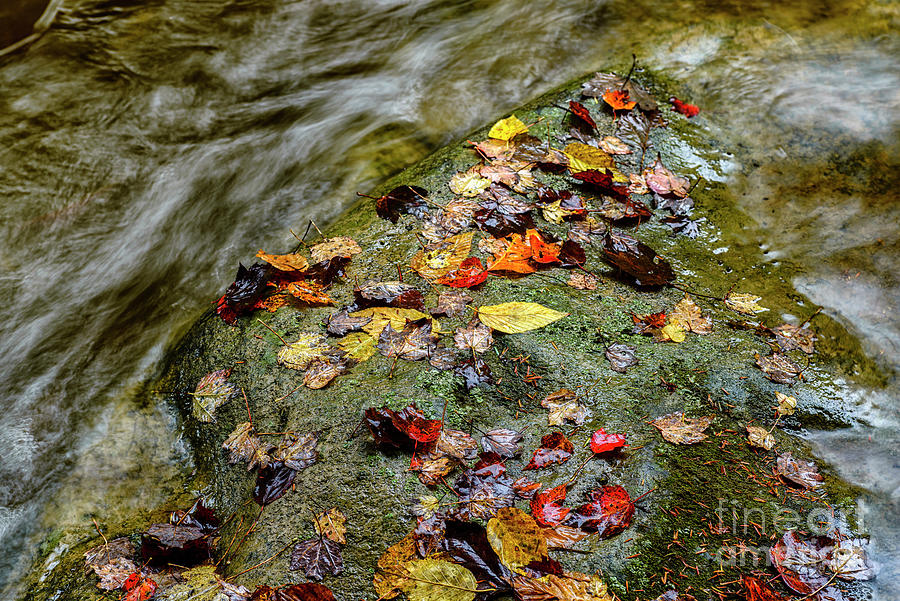 Natural Still Life On Birch River Photograph