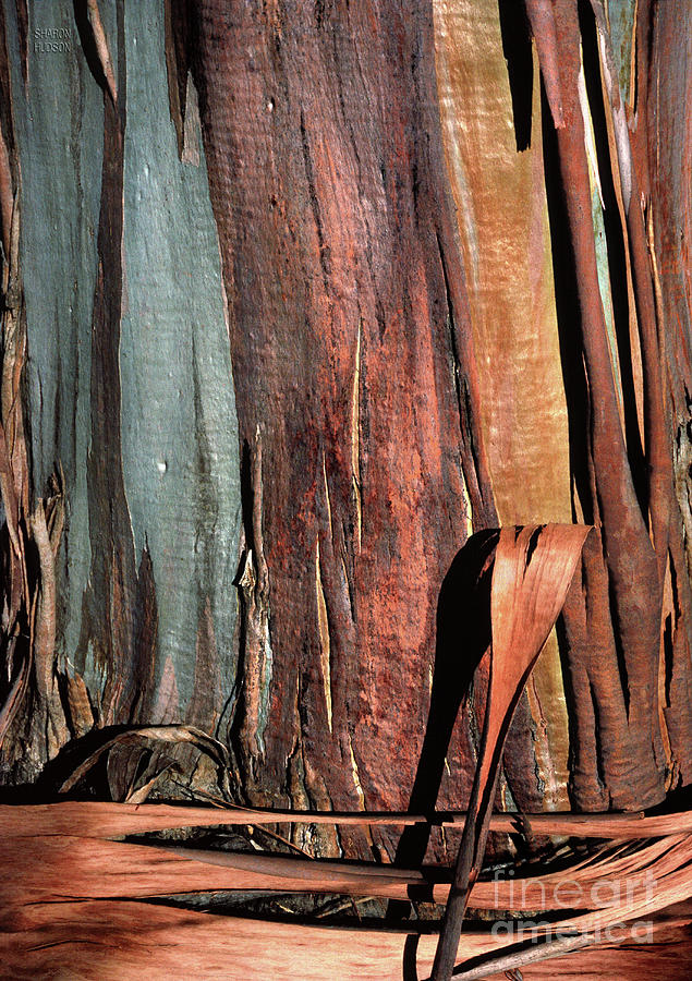 natural textures - Eucalyptus Bark I Photograph by Sharon Hudson