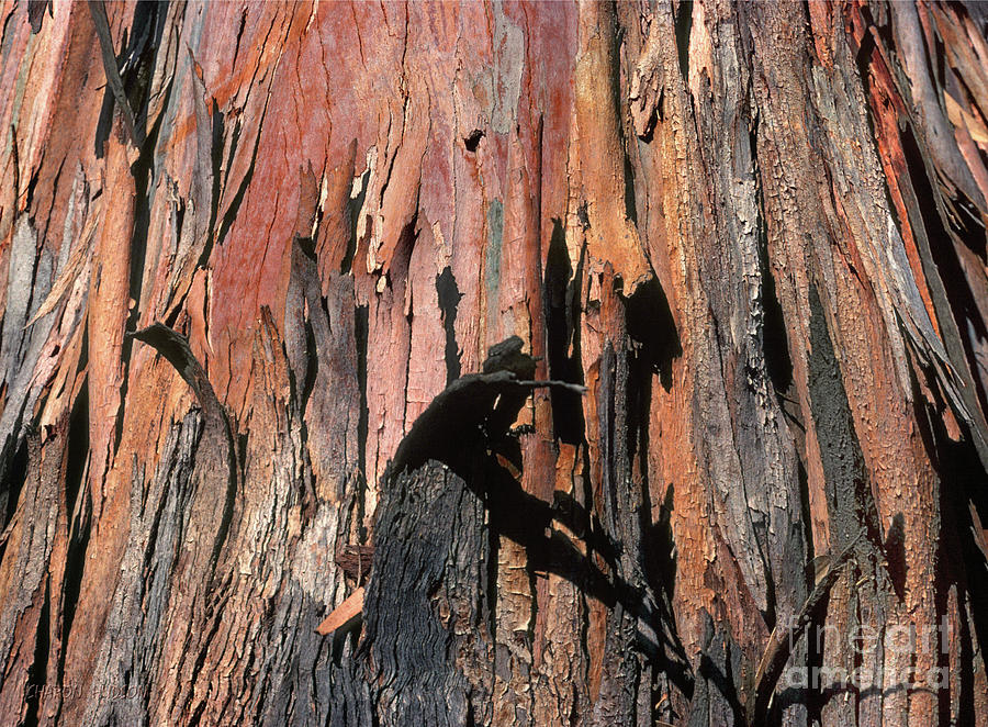 natural textures photography - Eucalyptus Bark II Photograph by Sharon Hudson