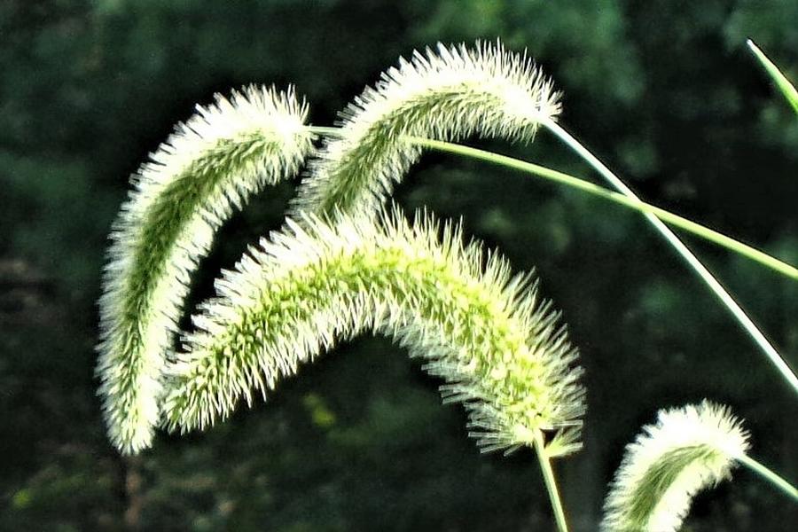 Naturally Curly Photograph by Allison Kelly - Fine Art America