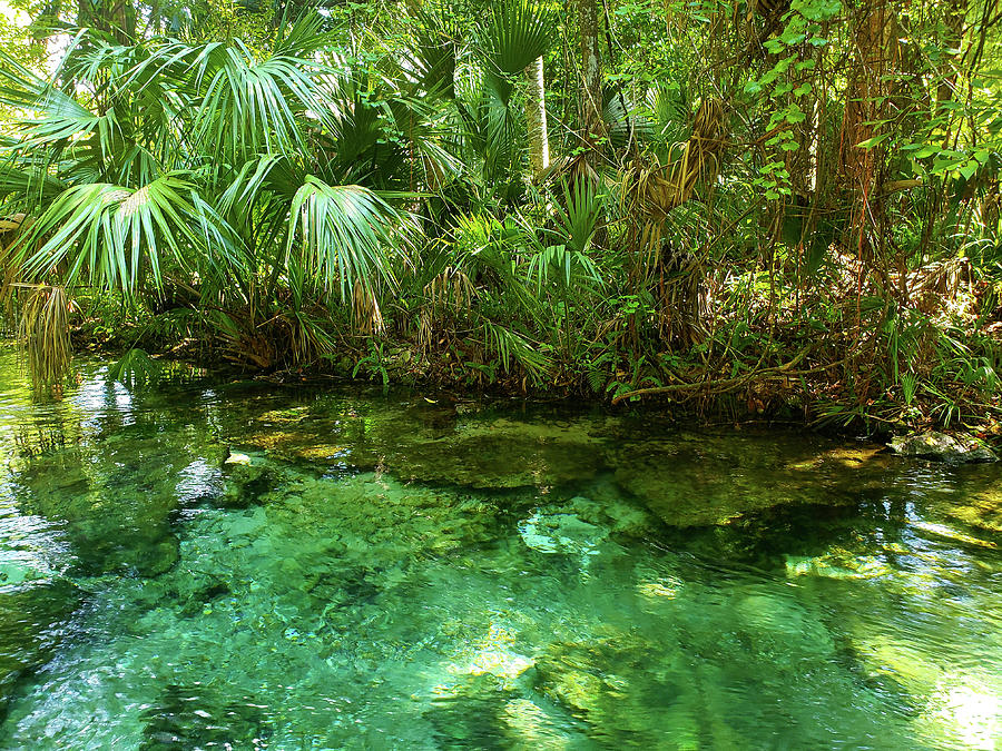 Naturally Florida Photograph by Jo M - Fine Art America