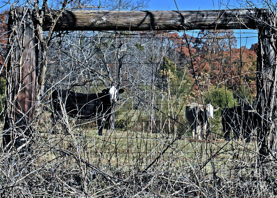 Naturally Framed Cows Photograph by Lydia Holly
