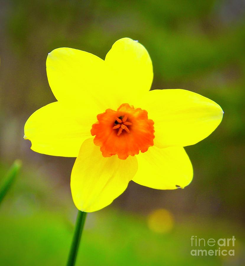 Flowers Still Life Photograph - Naturally Me by Ann Brown