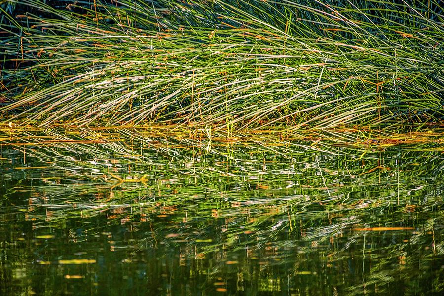 Nature abstract #l8 Photograph by Leif Sohlman