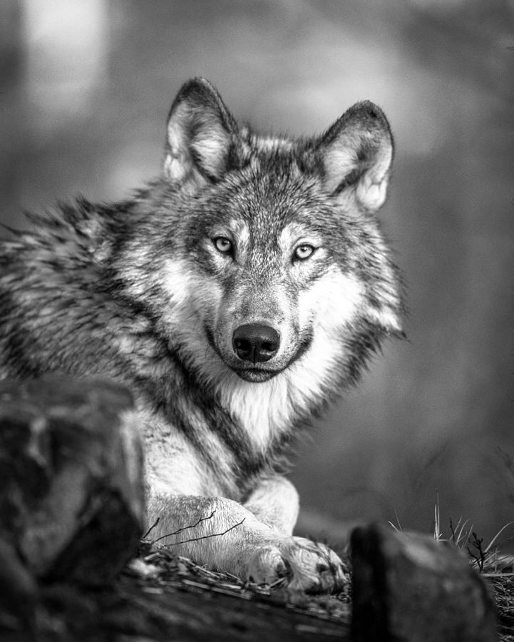 Nature Animal Wolf Wilderness Digital Art
