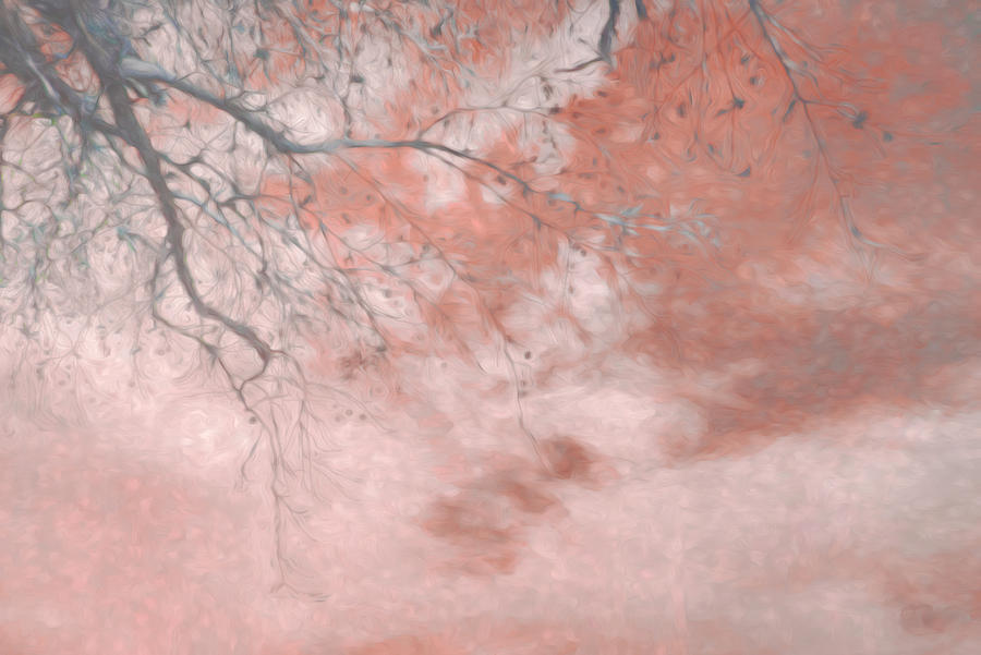 Nature Art Pink And Gray Photograph by Ann Powell