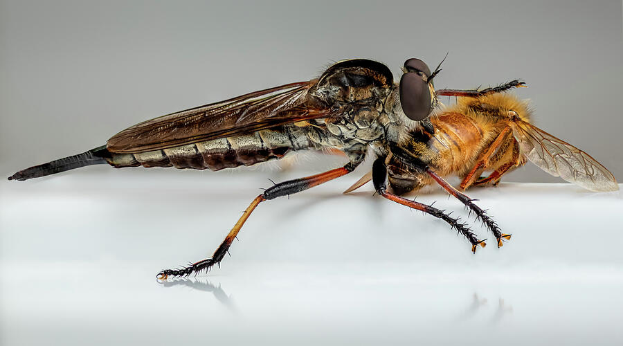Nature - Assassin Robber Fly and Bee Photograph by Chris Cousins Nature - Assassin Robber Fly and Bee Photograph by Chris Cousins