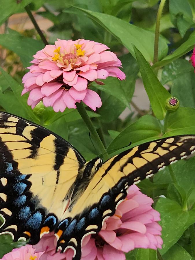 Nature at work Photograph by Pearl Allen - Fine Art America