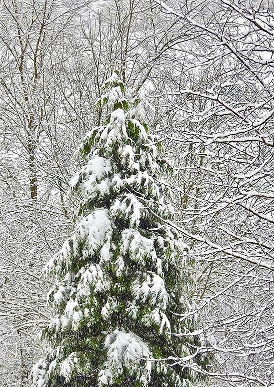 Nature Christmas Tree Photograph by Kathy Chism