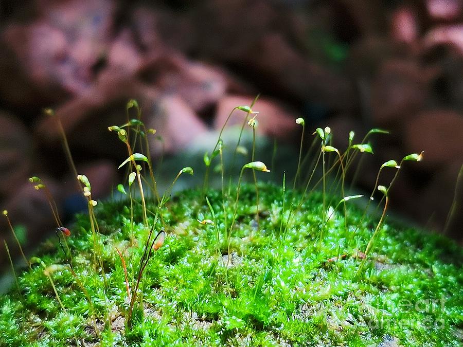 Nature close up as flowering moss Photograph by Natalia Wallwork