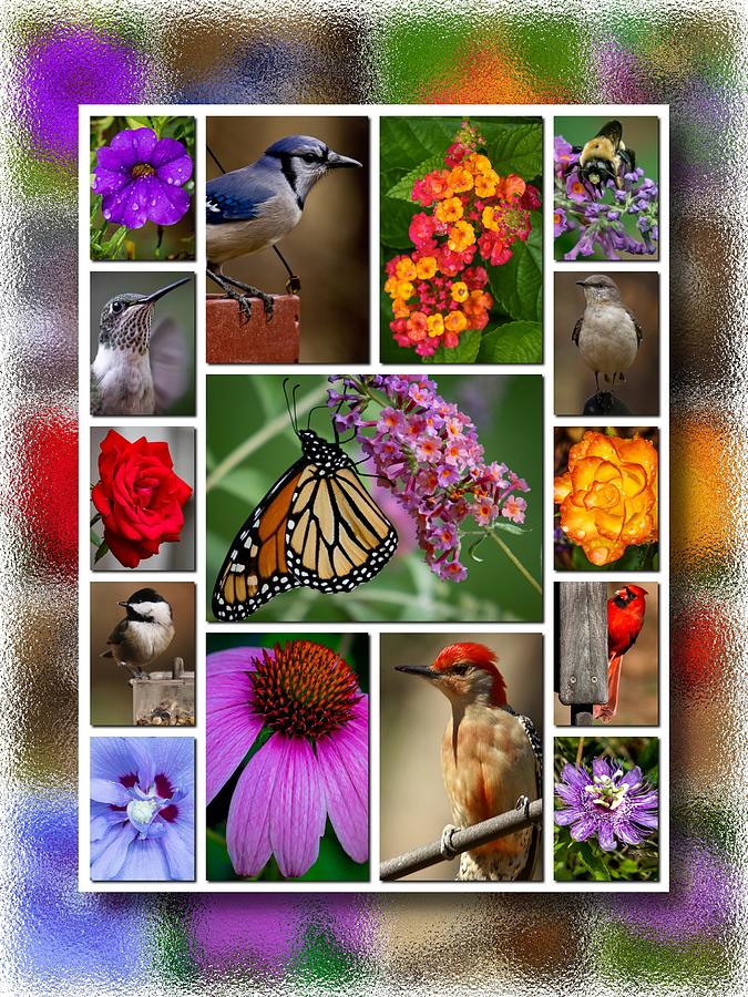 Nature Collage Photograph by Robert L Jackson