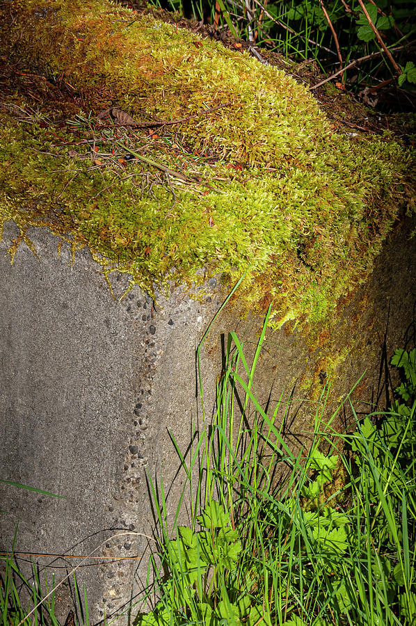 Nature Covers Concrete Photograph by Tom Trimbath