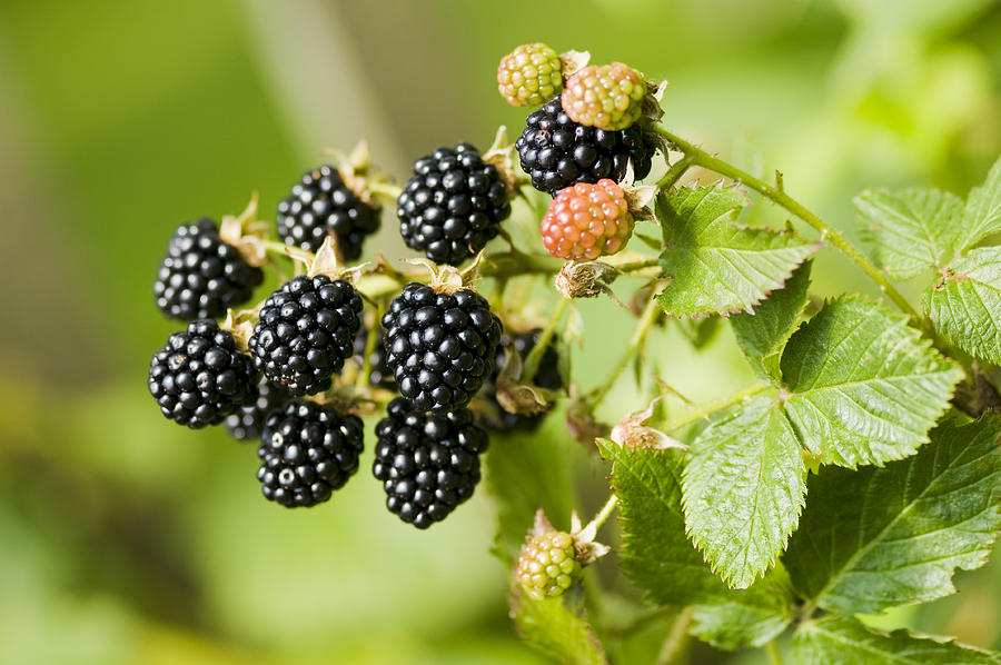 Nature food - blackberries bunch on a farm. Photograph by Digihelion