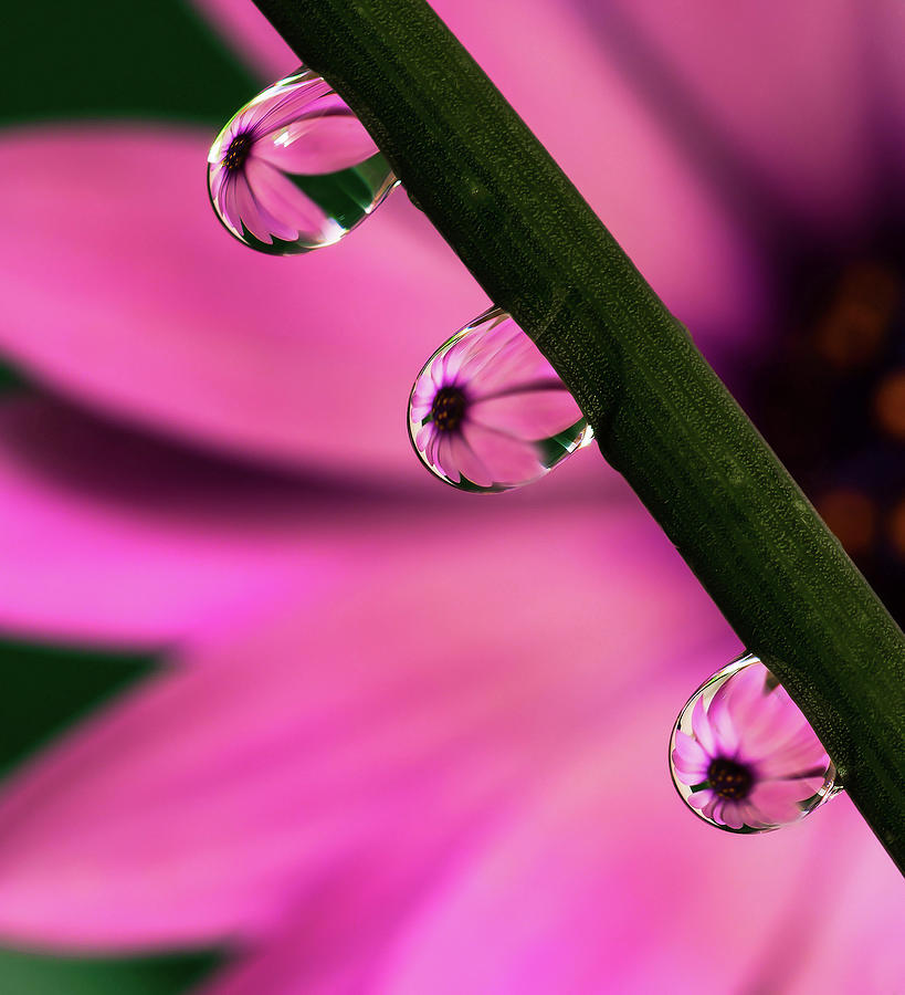 Nature in a perspective way Photograph by Paulo Viana - Fine Art America