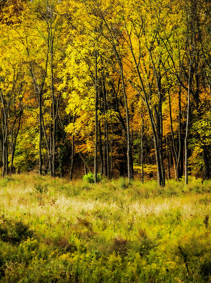 Nature in Autumn Photograph by Elsa Santoro