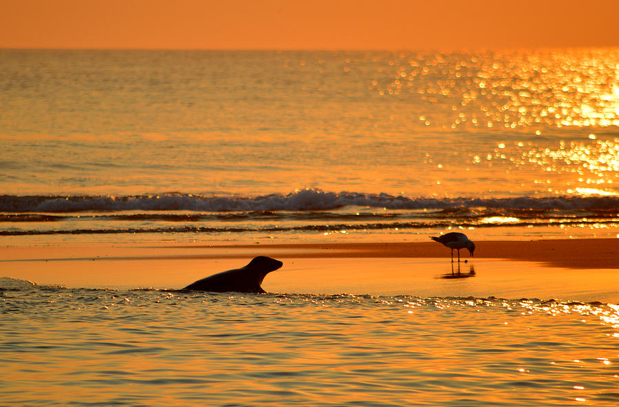 Friends at Sunrise - Coast Guard Beach Photograph by Dianne Cowen Cape Cod Photography