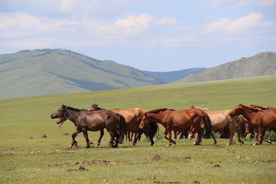 Nature in Mongolia Photograph by Otgon-Ulzii