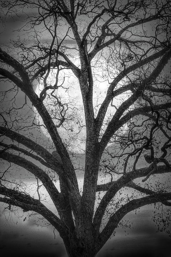 Nature in Stained Glass in Black and White Photograph by Debra and Dave Vanderlaan