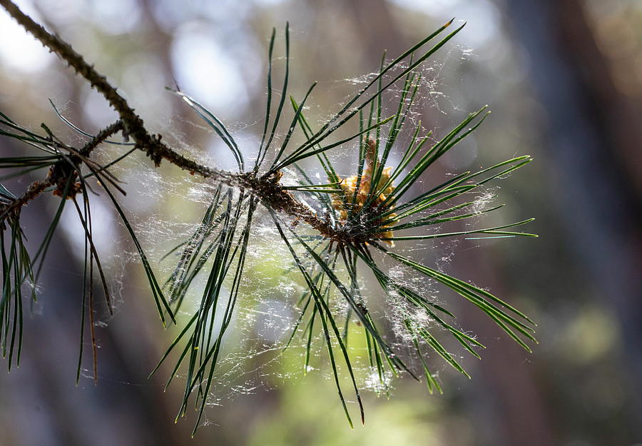 Nature Is Counting Down Time / Pine branch Photograph by Aleksandrs Drozdovs