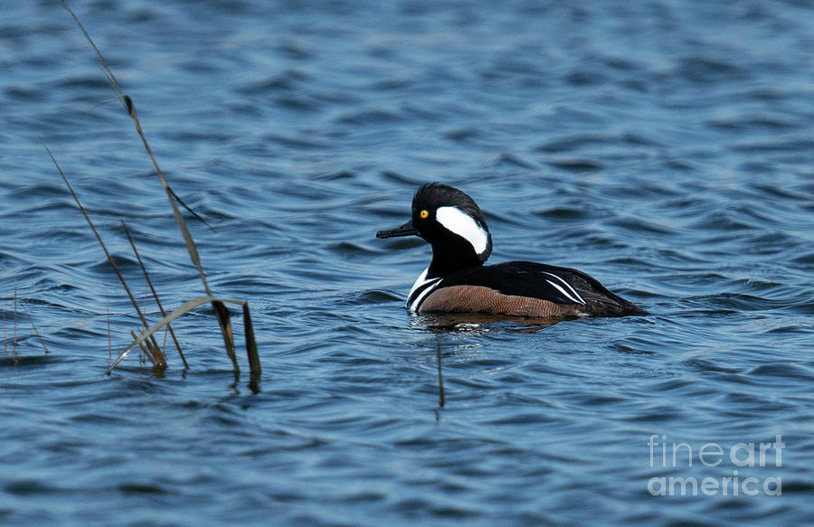Nature Lovers -  Hooded Merganser Photograph by Dale Powell