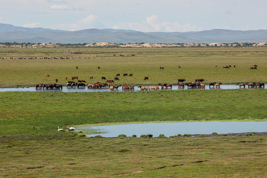 Nature Mongolia Photograph by Bat-Erdene Baasansuren