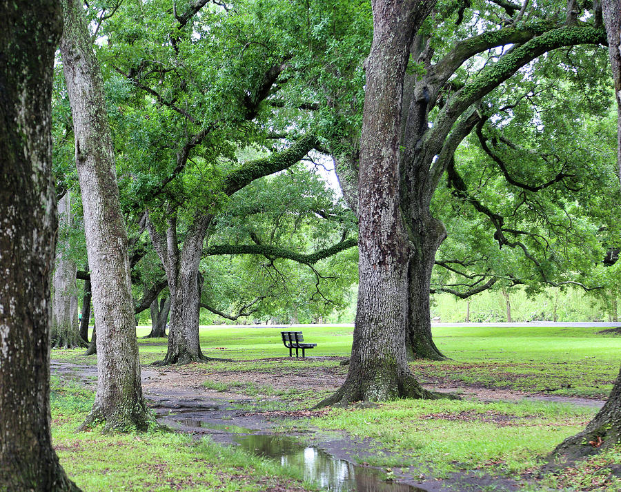 Nature Oak Trees setting in New Orleans  Photograph by Chuck Kuhn