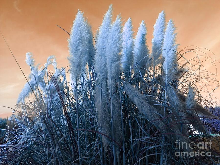 Nature, Pampas Grass, Wind, Blowing Digital Art by Scott S Baker