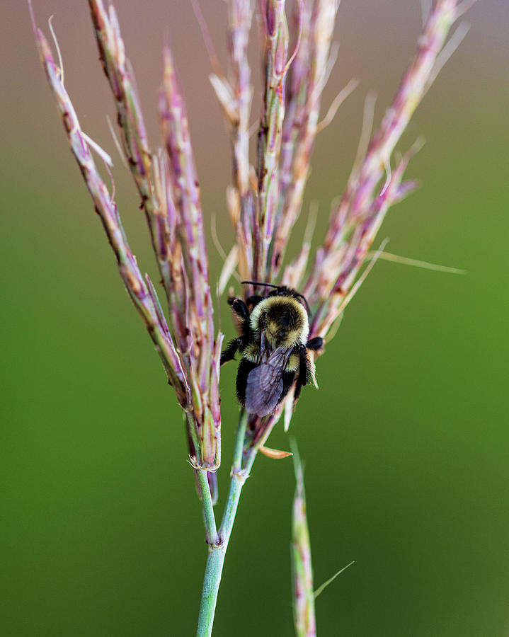 Nature Photography - Bee Photograph by Amelia Pearn