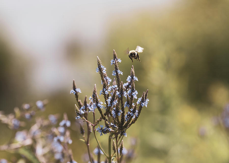 Nature Photography - Bee at Sunrise 2 Photograph by Amelia Pearn