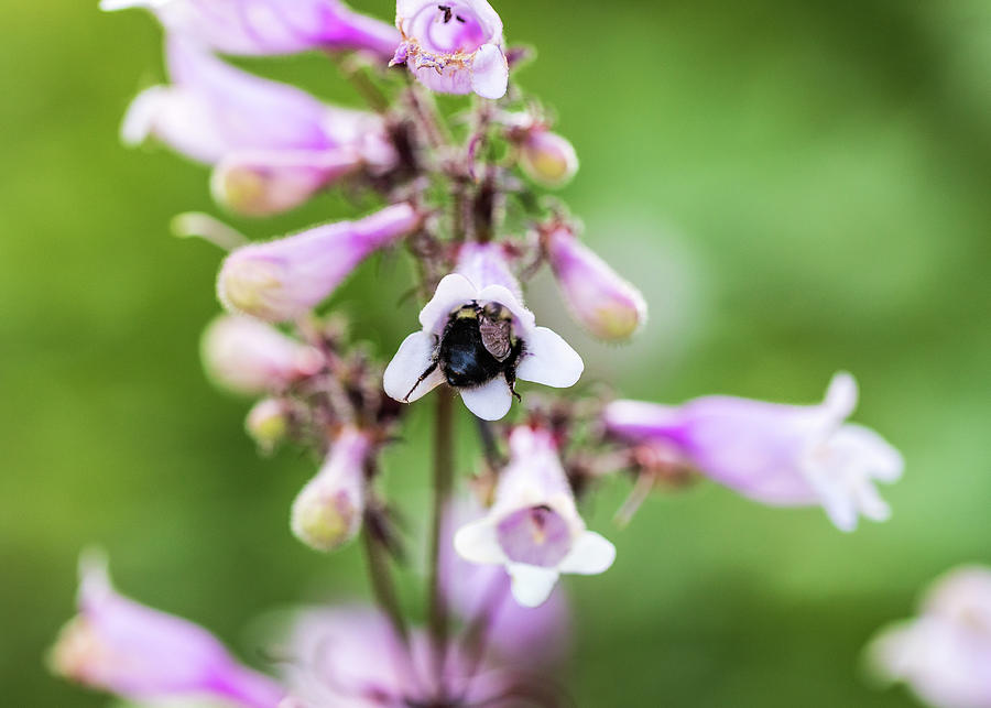 Nature Photography -Bee in Flower Photograph by Amelia Pearn