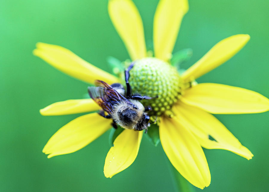 Nature Photography - Bee on Yellow Flower Photograph by Amelia Pearn