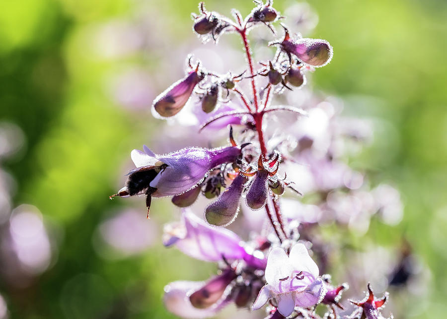 Nature Photography - Bees At Work  Photograph by Amelia Pearn